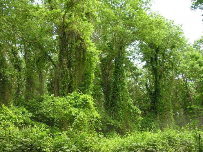 самурский bosque