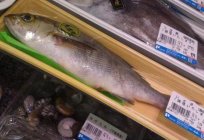Простипома - незвичайна риба: опис, особливості приготування
