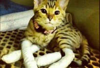 A remoção das garras em gatos: opiniões de proprietários, descrição do procedimento e características