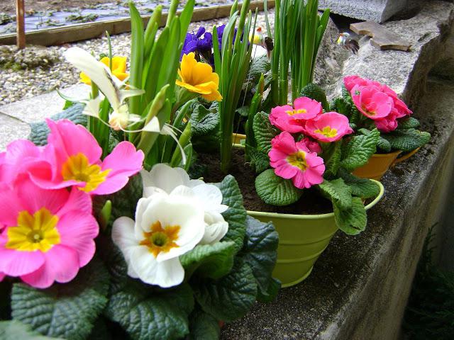 dream flowers in pots