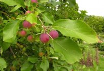 Chinką (jabłoń сливолистная) - rajskie drzewo
