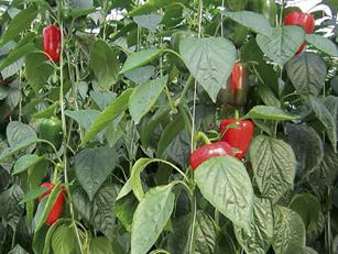 cuidados em casa de vegetação por pimenta