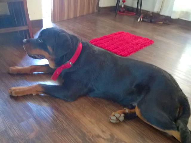how I live Rottweilers at home