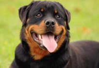 How I live Rottweilers at home?