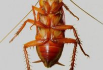 Karaluchy, owady: rozmnażanie, przyczyny i sposoby radzenia sobie z nimi