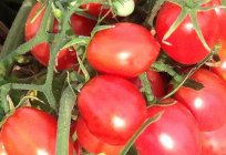 Dulce de tomates: los clientes. Dulce de tomates de invernaderos