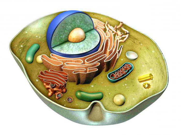 科学生物学家和他们的发现是简单地