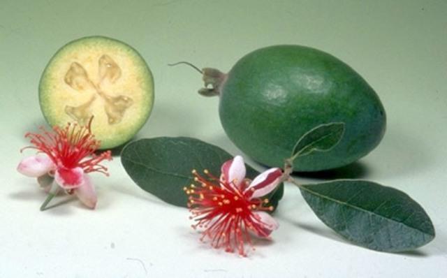 ananas guava özellikleri