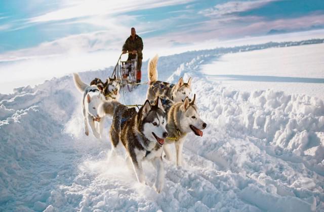 Western Siberian Eastern Siberian huskies