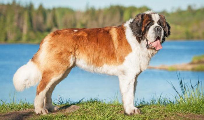 Volvulus Symptome bei Hunden, die Behandlung und die Prophylaxe