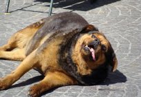 Volvulus: Symptome bei Hunden, die Behandlung und die Prophylaxe