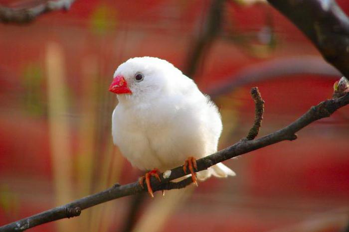 finches white