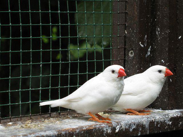 finches white photo