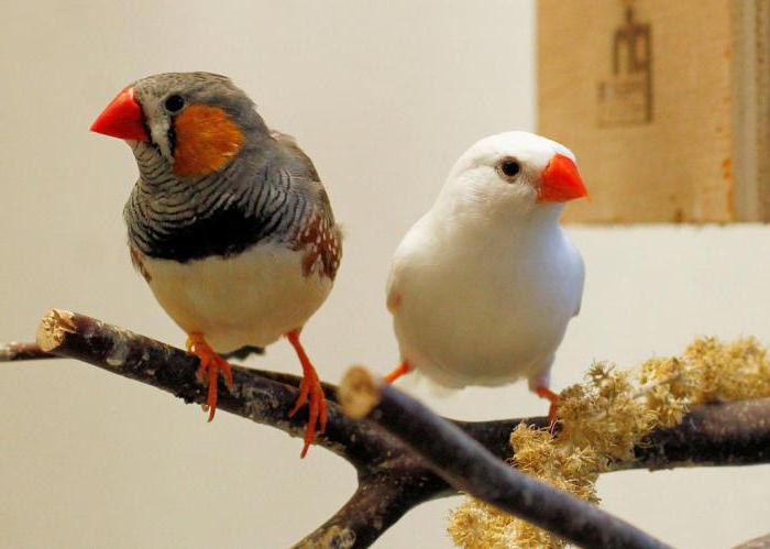 Japanese finches white reviews