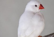 Finches white-pictures, care, maintenance and breeding
