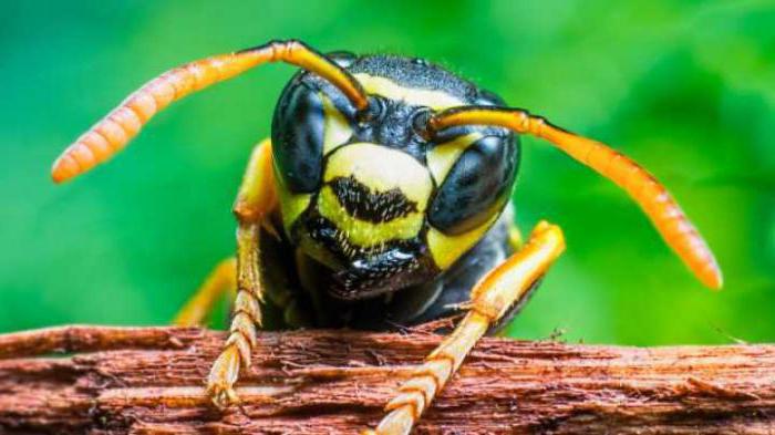 the venom of a Brazilian wasp