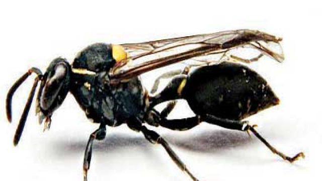 the venom of a Brazilian wasp a cure