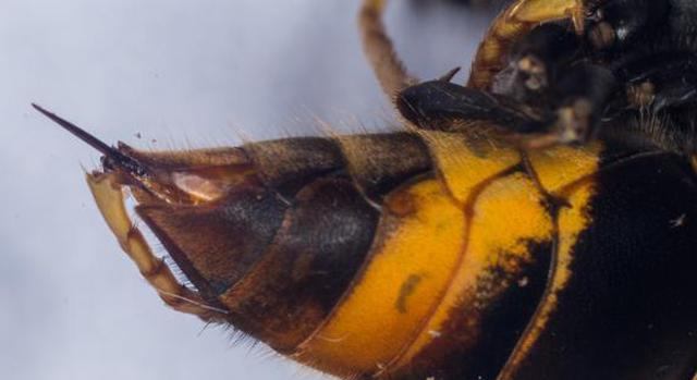 the venom of a Brazilian wasp a cure for cancer