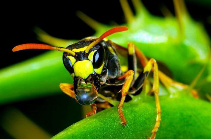 the venom of a Brazilian wasp