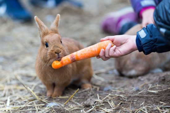a Alimentação de coelhos