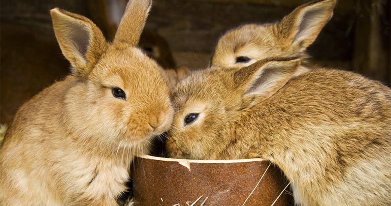 Alimentadores para coelhos