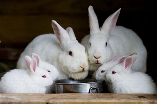 Alimentos para coelhos