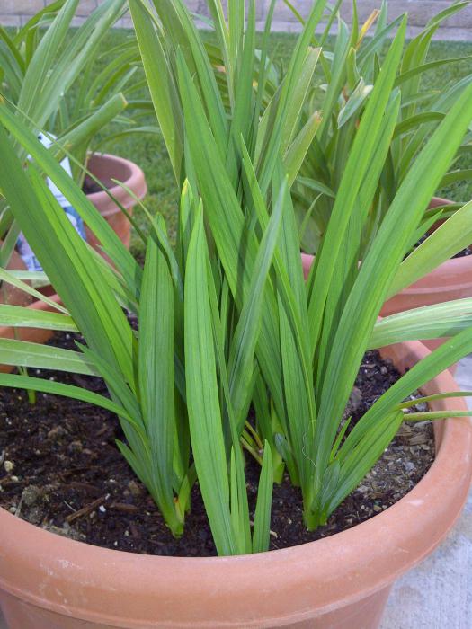 How to grow gladiolus in a pot