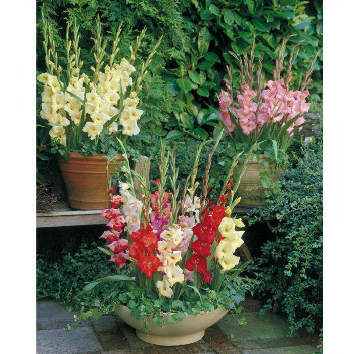 How to grow gladiolus in the home