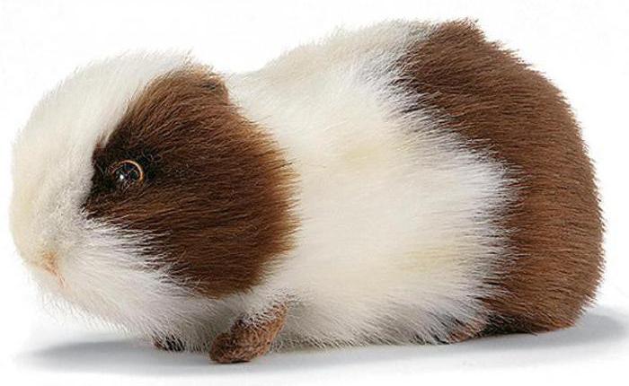 interactive toy Guinea pig