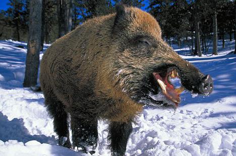 dahabeslenir kış aylarında yaban domuzu 