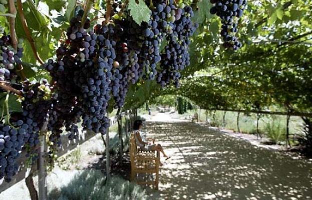 jak ukryć winogrona
