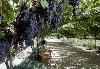 Jak przykryć na zimę winogrona: przydatne wskazówki