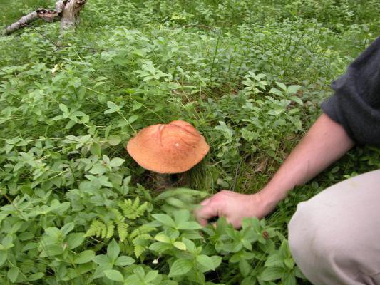 як виростити гриби на дачі