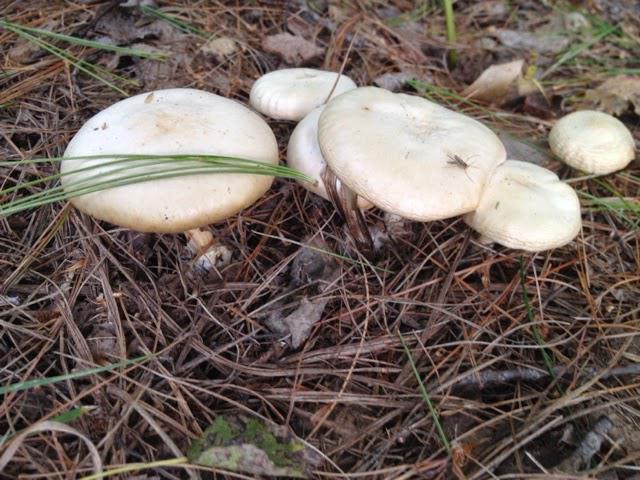 cogumelos cogumelos a crescer no país