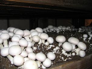 como cultivar cogumelos selvagens em casa e no país