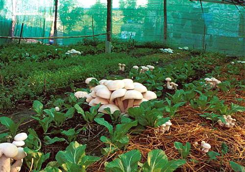growing mushrooms in the country