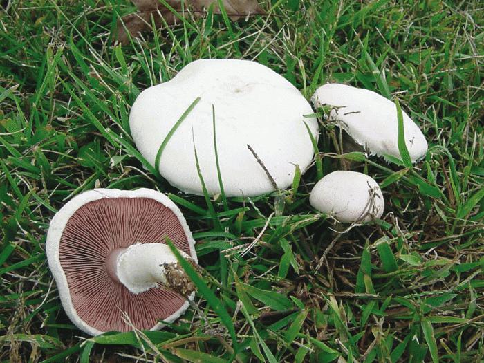 гриби гливи вирощування догляд