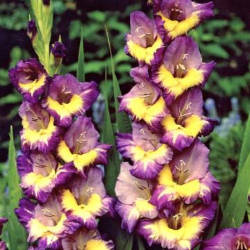 how to store gladiolus