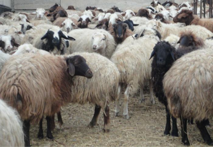 Hissar breed sheep