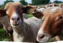 最高の品種の羊の ヒサールの品種:説明と写真