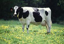 牛:繁殖牛和它们的特性。 肉的品种牛