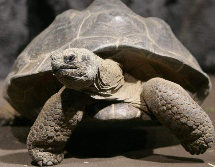 Pflege von Inlands-Schildkröte