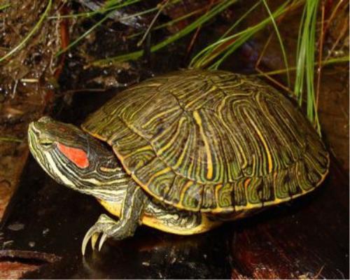 Pflege красноухой Schildkröte