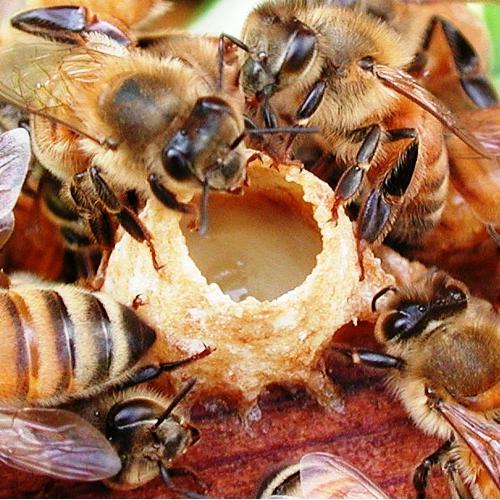 蜂蜜蜂王浆治疗给予母亲大自然