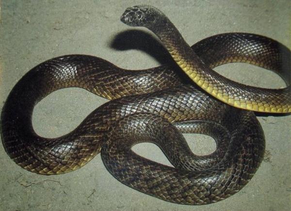 Arten von Schlangen