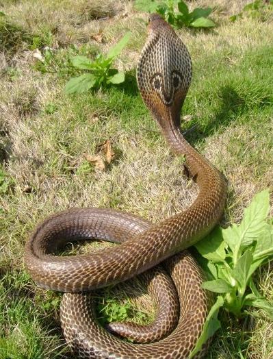 Tipos de serpientes venenosas