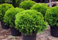 Thuja occidentalis Danika - belo um arbusto verde
