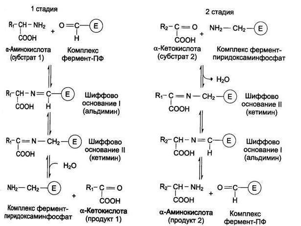 transamination of amino acids