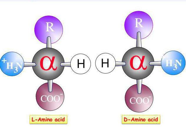 the reaction of transamination of amino acids