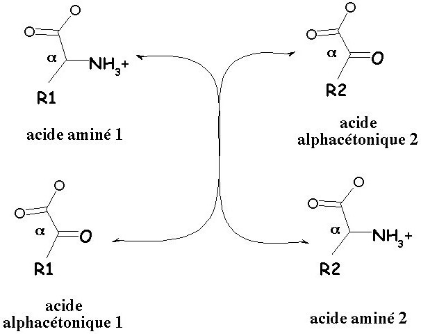 transamination के एमिनो एसिड, जैव रसायन